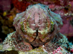 Scorpionfish by Iyad Suleyman 